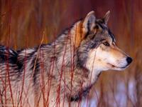 gray wolf